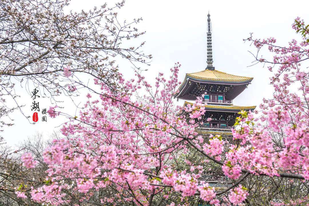 武漢櫻花園1.jpg