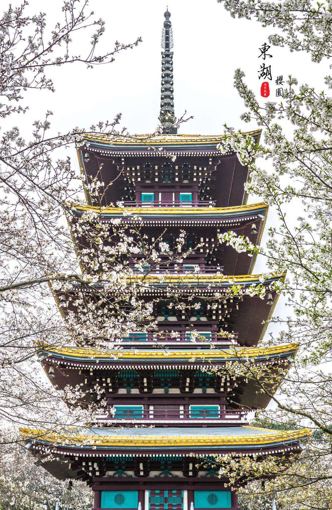 武漢櫻花園16.jpg